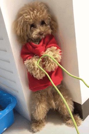 泰迪命门在哪里,泰迪的命门