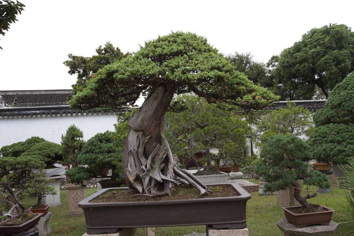 如何治疗罗汉松病虫害,罗汉松叶枯病最好治疗方法