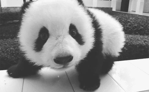 全球十大最受欢迎的野生动物园,伦敦十大动物园