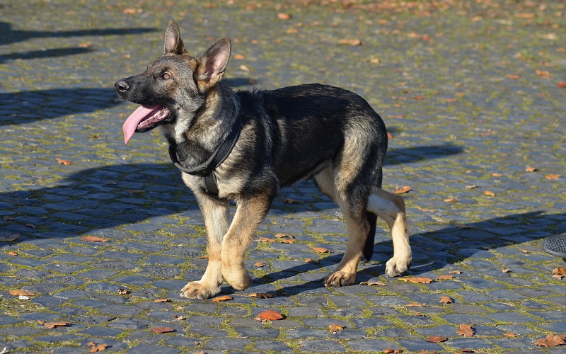 带狗出门需要注意什么,带狗出门遛弯注意事项