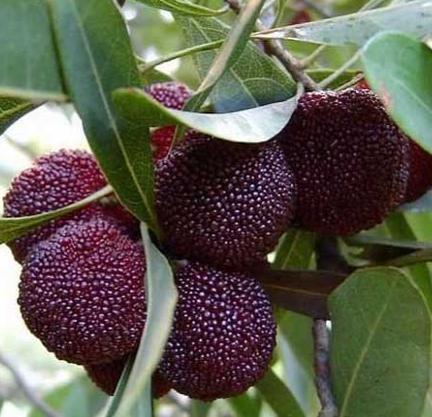 杨梅什么时候播种比较好,杨梅种子播种方法好学吗