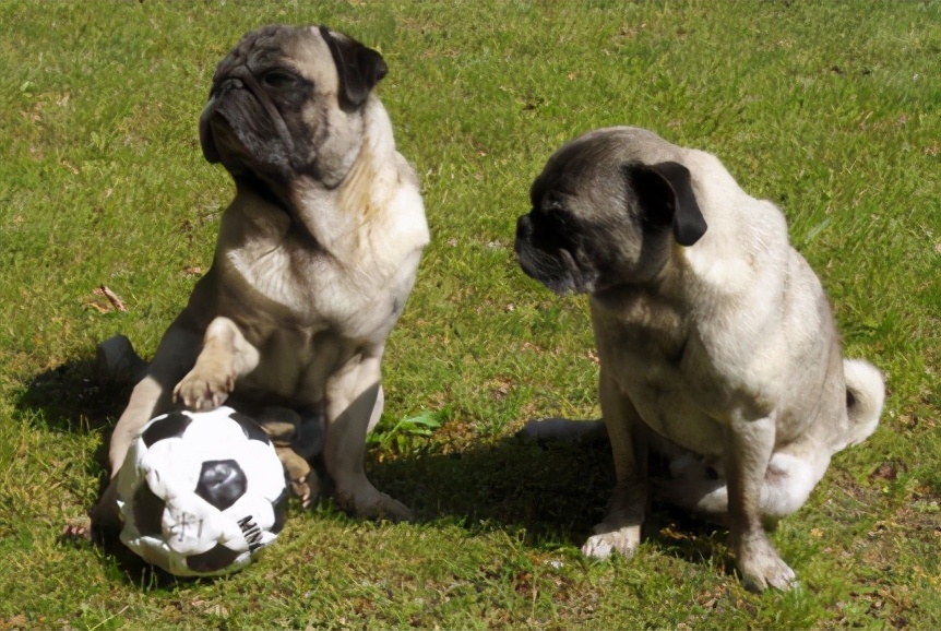 巴哥犬好养吗斗牛犬好养吗,巴哥犬为什么禁养