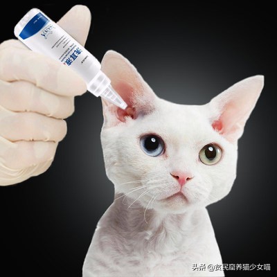 耳螨能彻底治愈是什么样子的,耳螨有自愈的可能吗