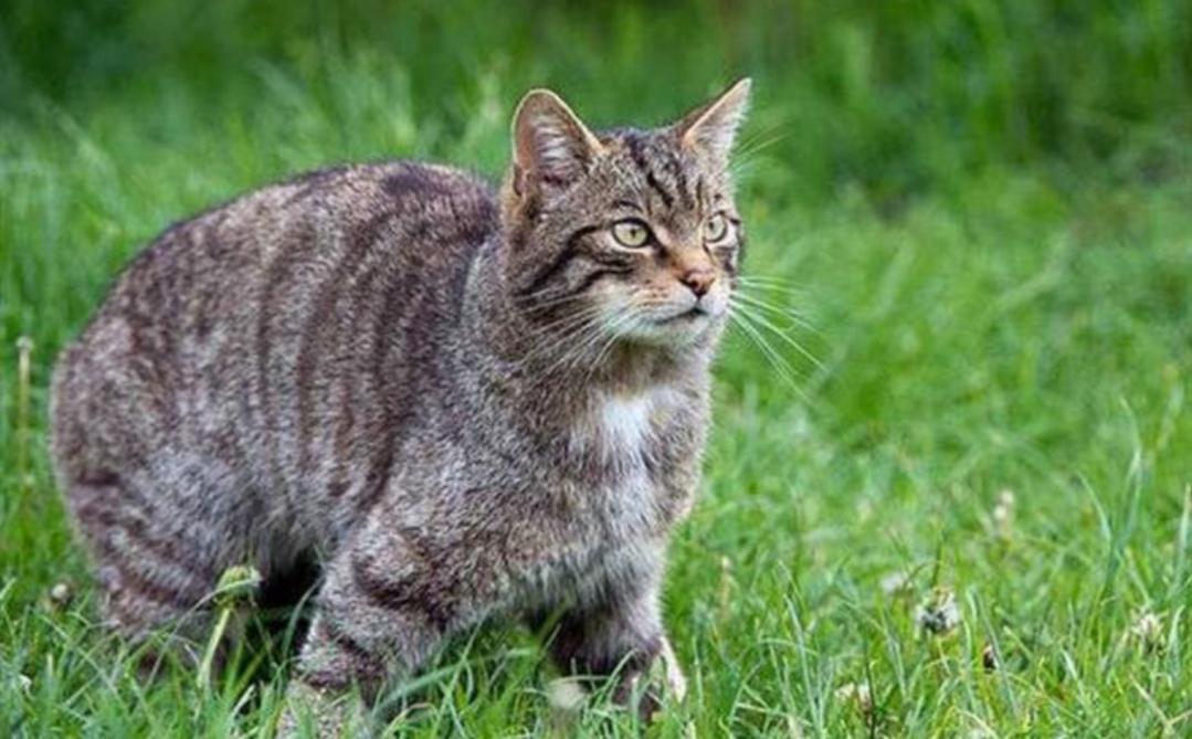 猫的祖先的进化过程,猫的祖先距今有多少年