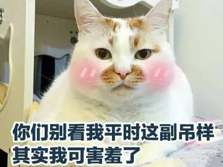 养猫后遇到的奇葩事,家里猫很多用豆腐猫砂合适吗