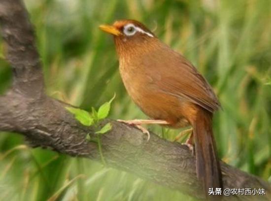 给画眉小鸟提性,画眉鸟提性最快的方法