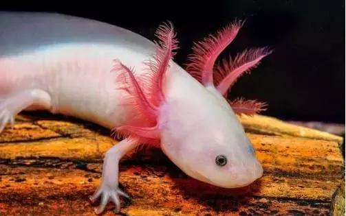 很奇怪的鱼就是六角恐龙鱼吗,罕见长着六个角的怪鱼