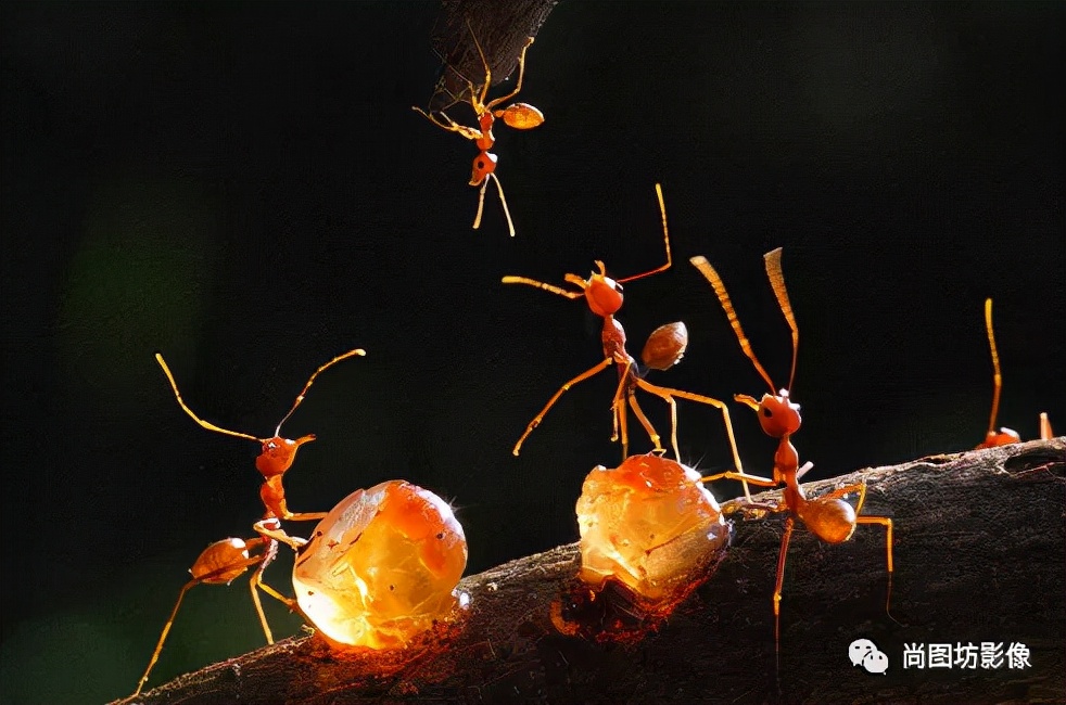国际摄影展获奖作品,国际摄影获奖作品欣赏第88期