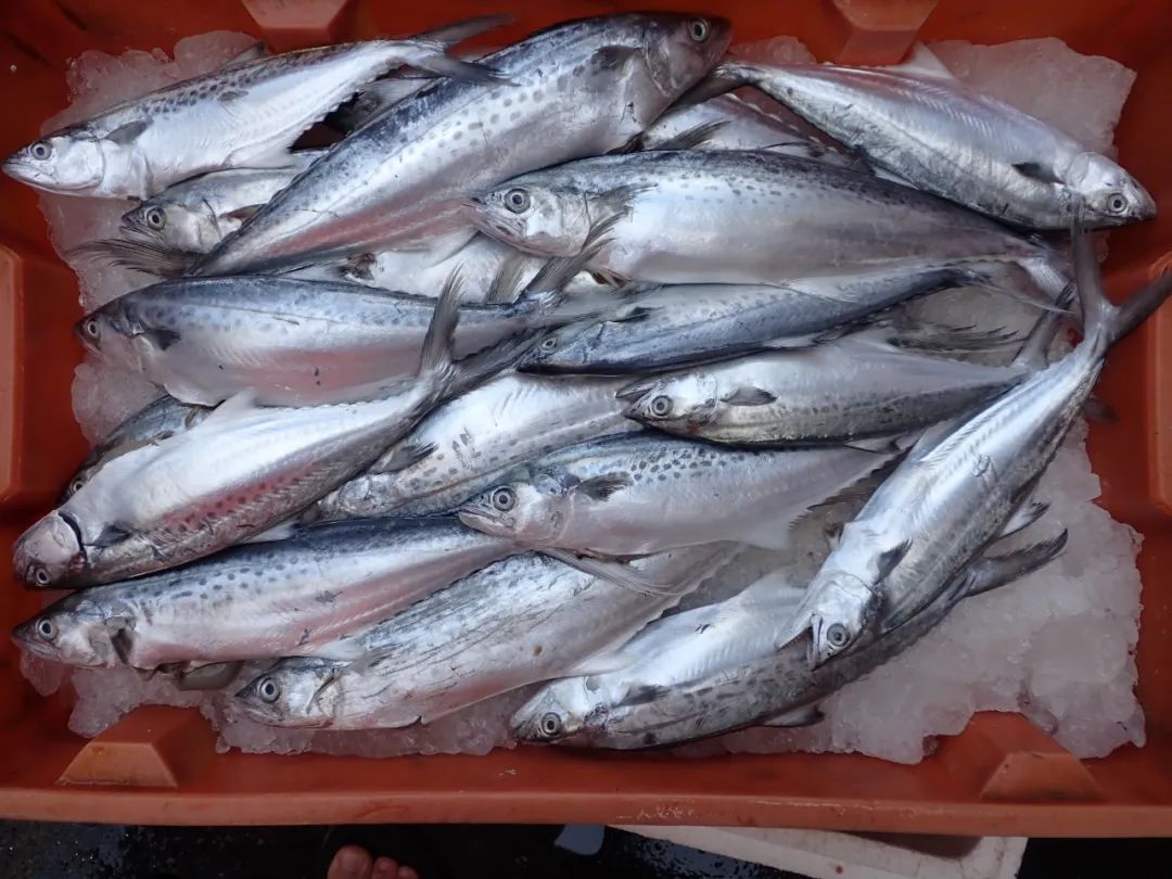 开海季都有什么海鲜,开海了这些生猛海鲜