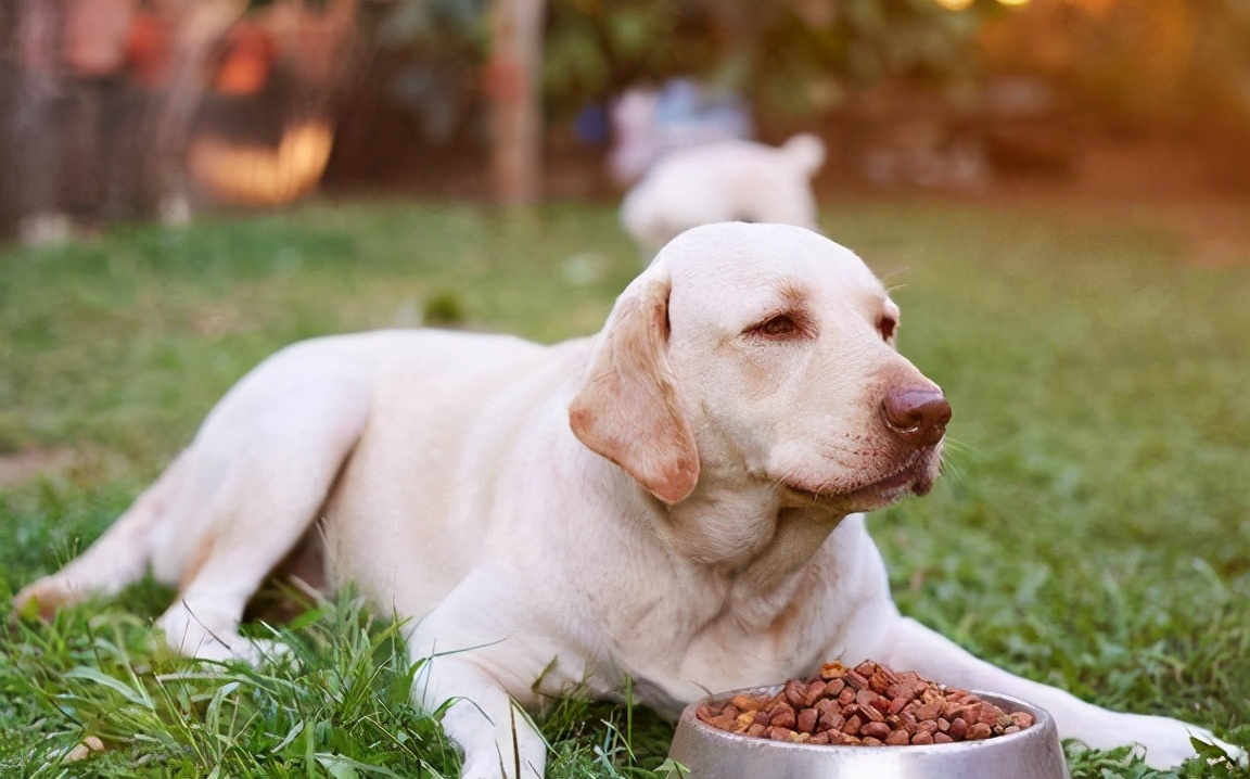 狗粮怎么挑选平价国产狗粮篇,如何帮狗狗挑选狗粮看配料表