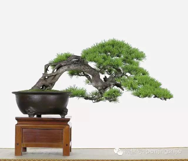 大师级老桩盆景欣赏,精美绝伦的老桩盆景