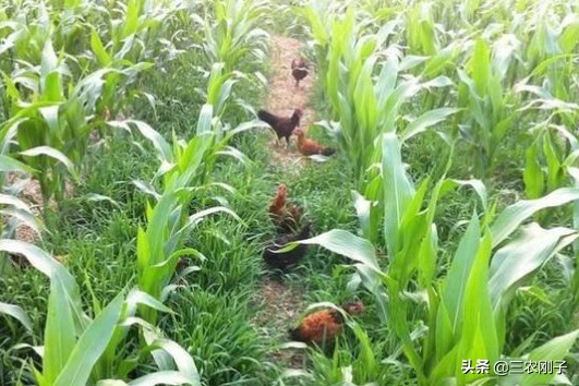 地里可以一边种玉米一边养鸡吗,包地养鸡