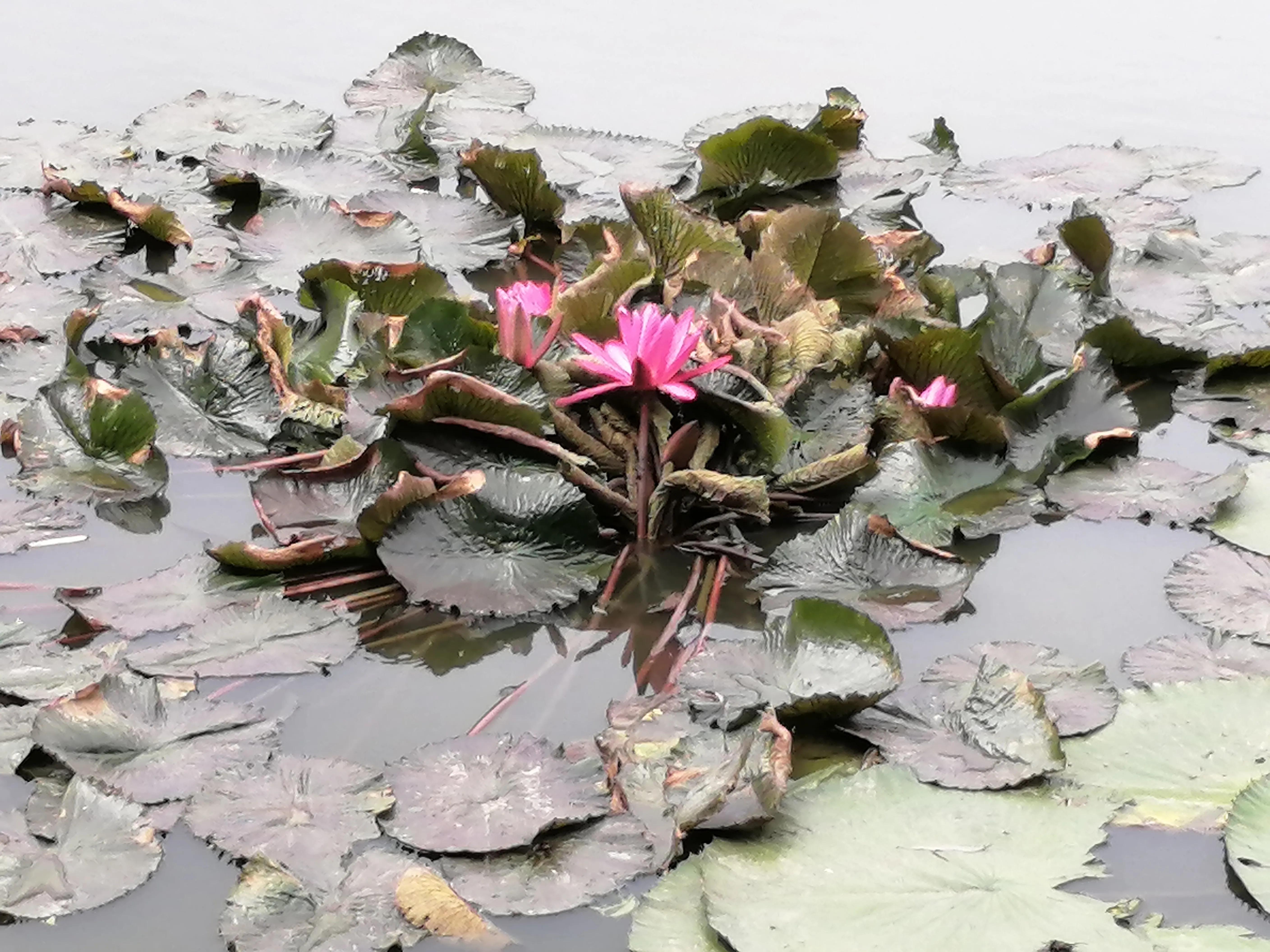 瀛ょ嫭鍘熷垱璇楁瓕,瀵傚癁鍘熷垱璇楁瓕澶у叏