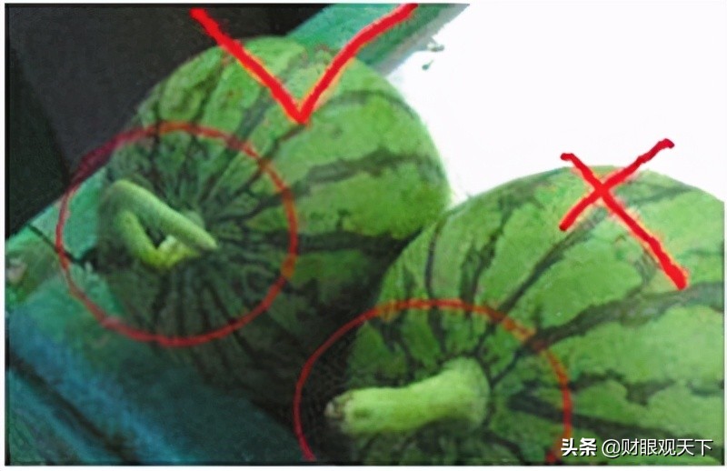 不能错过的*疆新**水果（一）