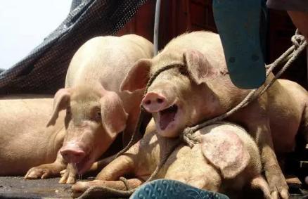 正月牛有什么说法,正月猪五月的牛有什么讲究