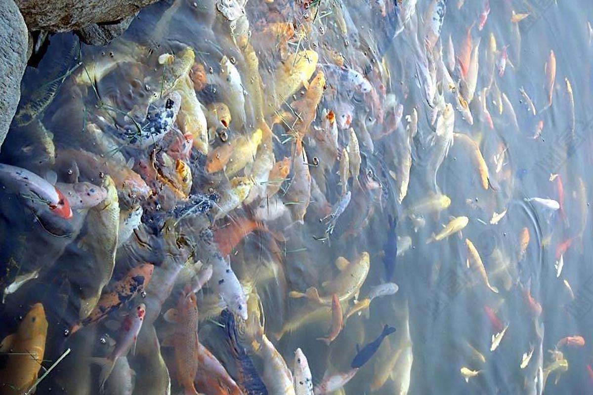 什么钓鱼小药的穿透力强、留香持久?水中穿透力最强的诱鱼小药