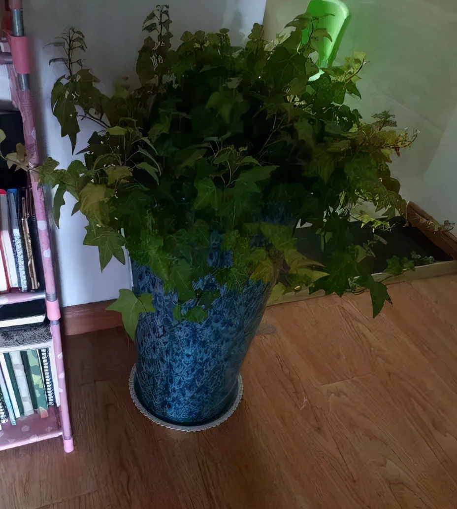 吸甲醛的绿植哪些最好,吸甲醛的绿植哪些最好养活