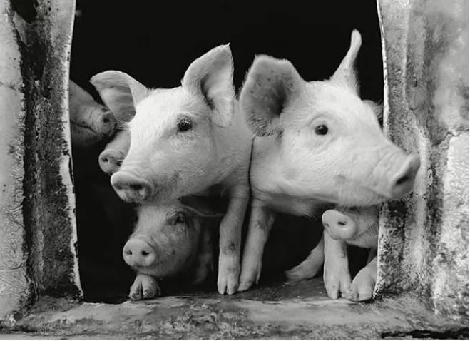 正月逢三亥猪当黄金卖啥意思,正月逢三亥猪当黄金卖什么意思