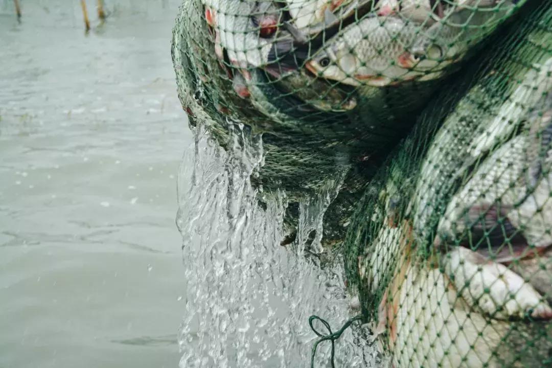 湖州：一座太湖南边的宝藏小城，春笋湖鲜河鱼，嘴巴好忙