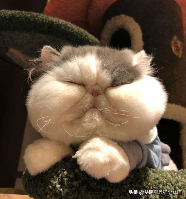 最受欢迎的猫咪品种排行榜,十大最受欢迎的猫咪品种