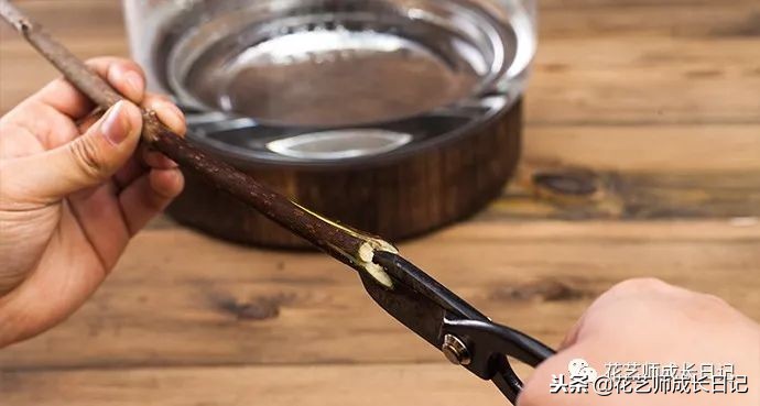 每日一花|平生相见即眉开,一枝腊梅踏雪来