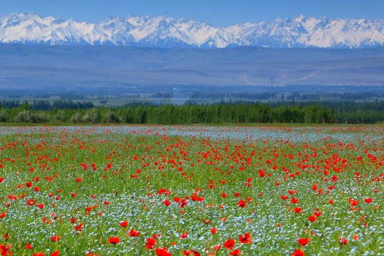 伊犁最美的50处绝色美景,伊犁最美的小众景点