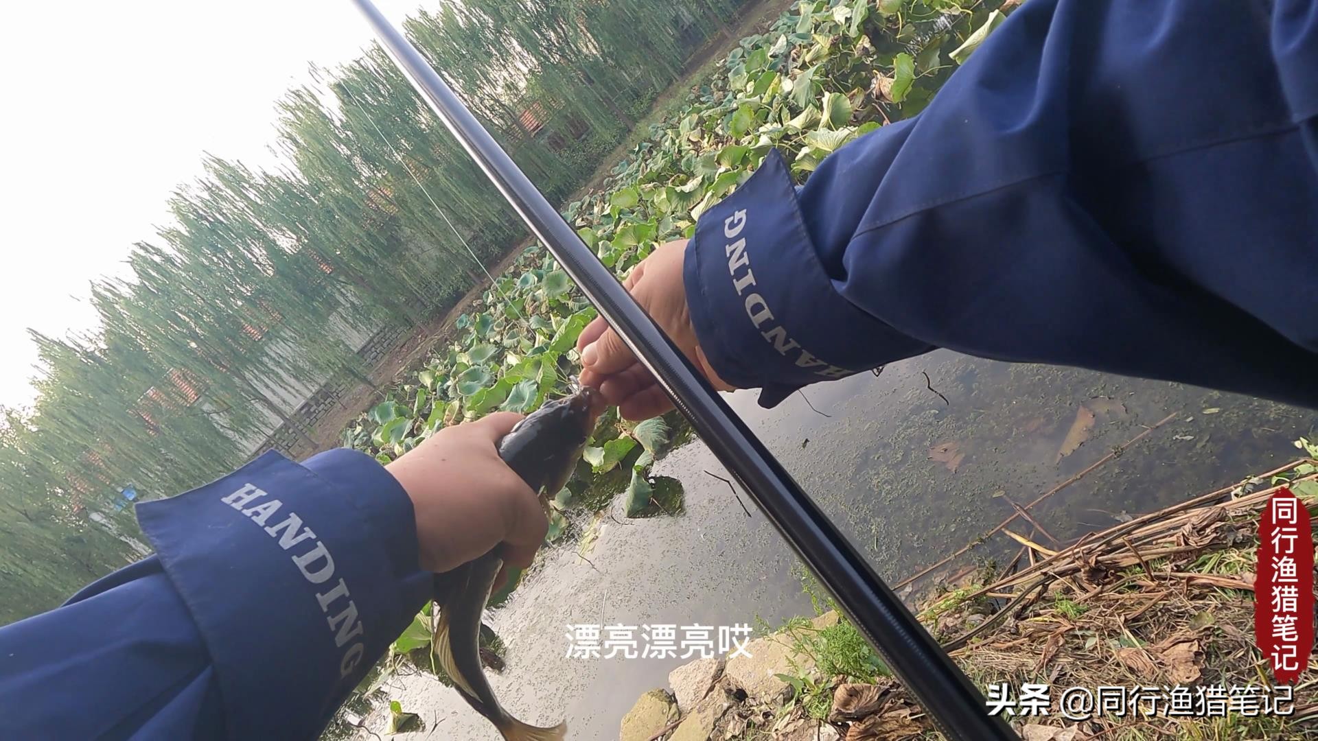 酒米加伴侣开饵料,酒米怎么泡才能上鱼