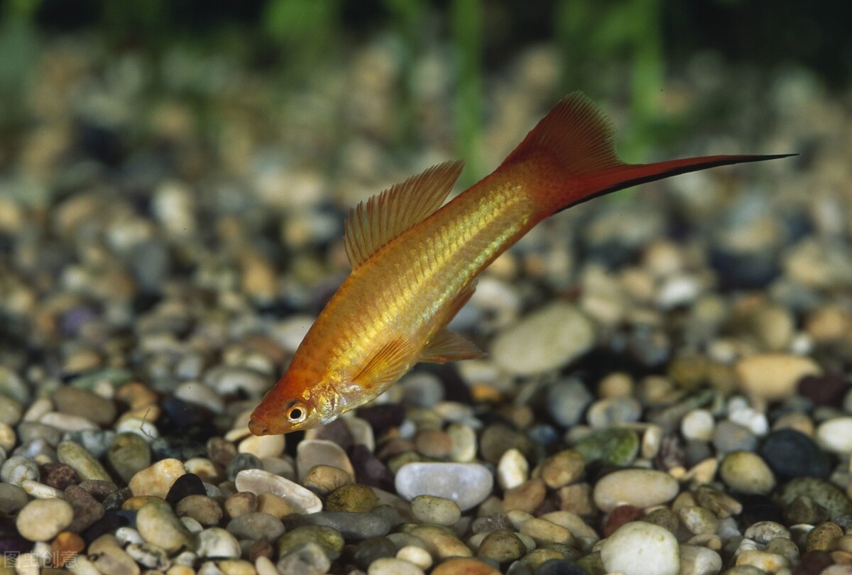 红剑鱼需要怎么养,红剑鱼怎么养才能长久地活下来