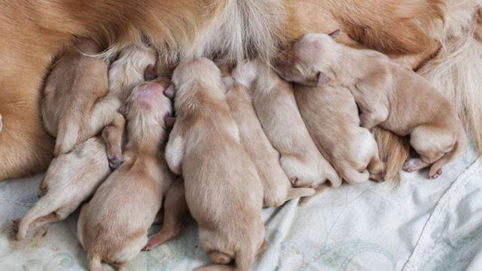 幼犬的日常护理有哪些,有关幼犬护毛教你几招