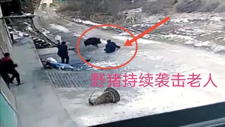 捕杀一头野猪要判多少年,野猪泛滥成灾国外的猎人捕猎野猪