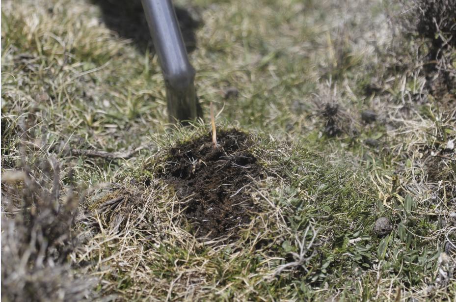 冬虫夏草在什么地方可以挖得到,冬虫夏草的虫怎么挖