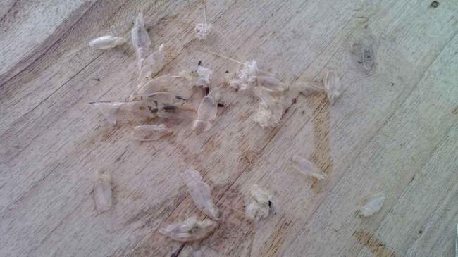 南美白对虾不脱壳怎么治,南美白对虾幼虾空肠空胃怎么处理