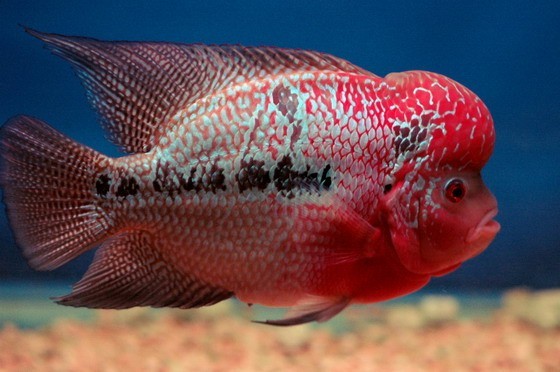 养观赏鱼小知识大全,养观赏鱼知识大全