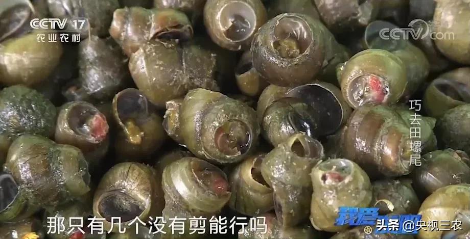 没有什么是一顿田螺解决不了的,没有什么美食可以难倒吃货