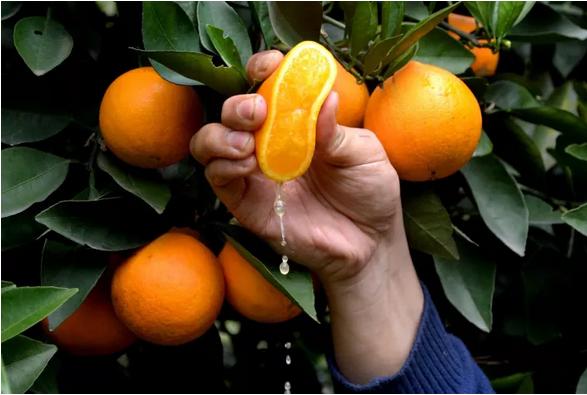 甜过初恋！胜过小三的永兴冰糖橙！微联18973585488