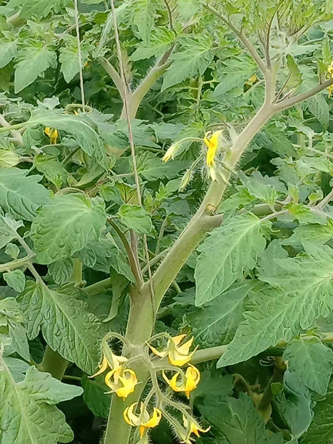水果型樱桃番茄,樱桃番茄增加糖度