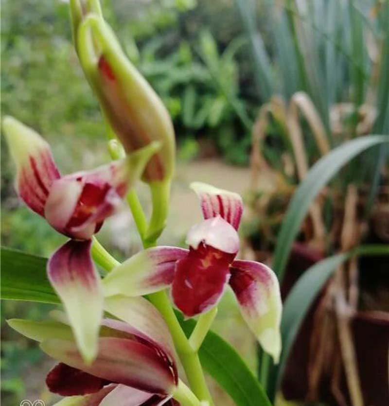 传统铭品与下山兰的选择与培育