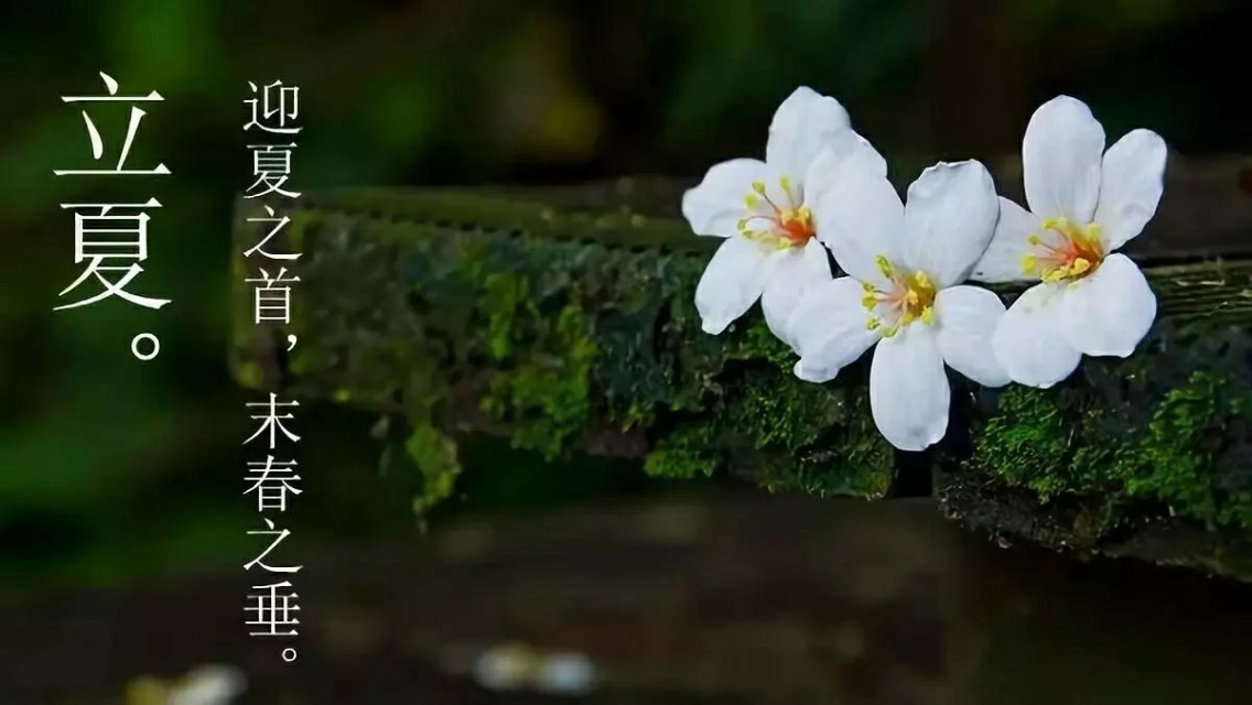 今日立夏风暖人间草木香全诗,立夏风暖人间草木香说说