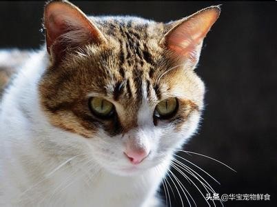 十大最受欢迎的宠物猫品种排行榜,常见的宠物猫的品种大全及图片