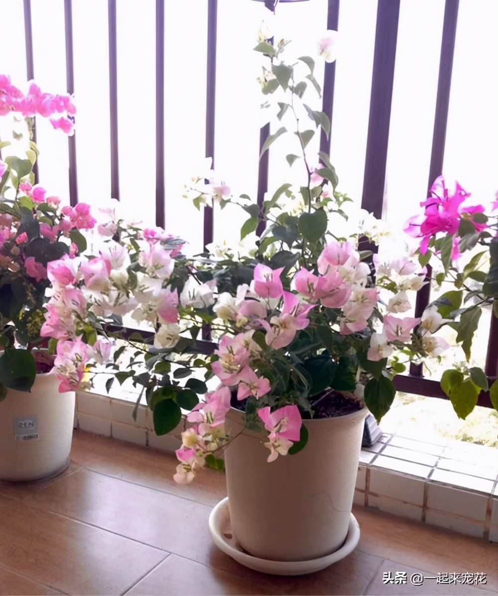 新手养花技巧大全视频,新手养花入门10则技巧