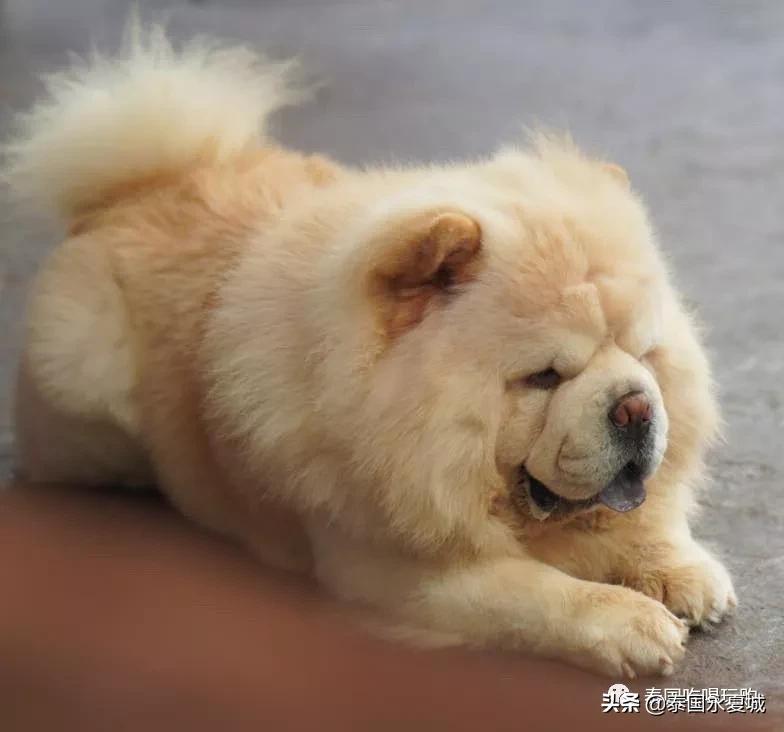 曼谷BigDogCafe|想把每一只狗狗偷偷打包带回家！