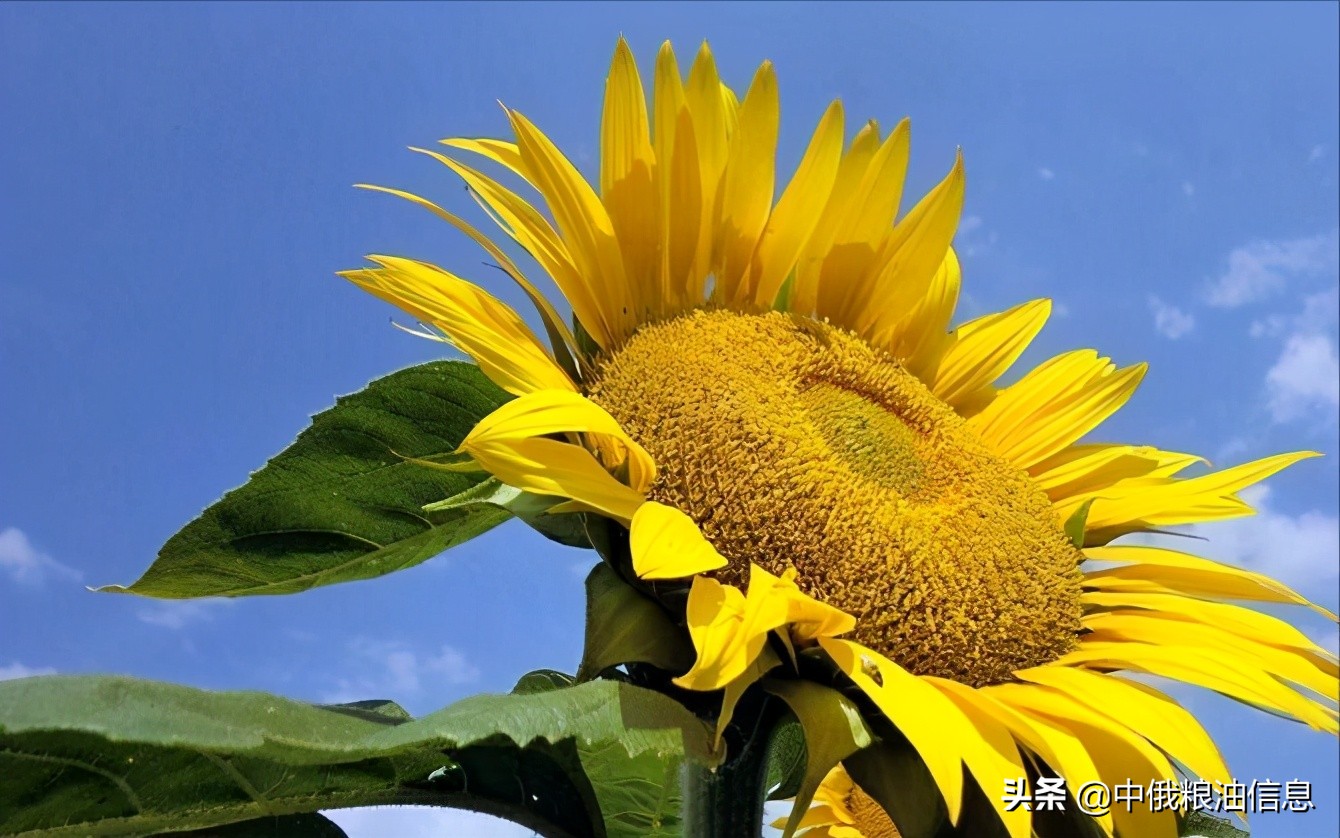 俄罗斯顿河葵花籽油,葵花籽油菜籽油俄罗斯