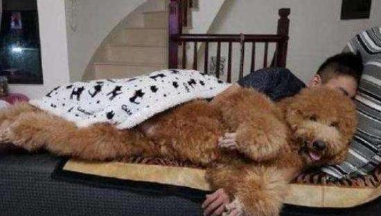 泰迪狗爱你会怎么表现,泰迪犬一直卧在你身边是为什么