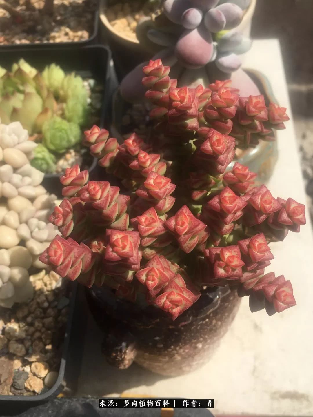 入坑多肉无法自拔,沉迷多肉无法自拔