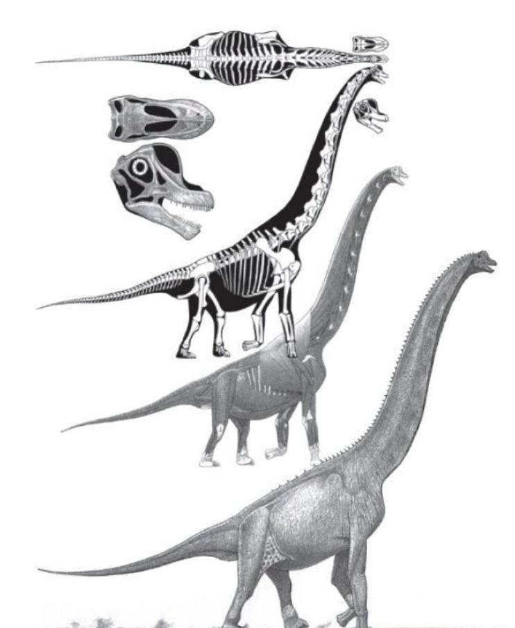 史前电鳗能放出多少电,为什么说电鳗灭绝了