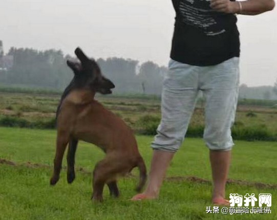 东德与马犬性格对比,小马犬幼犬性格