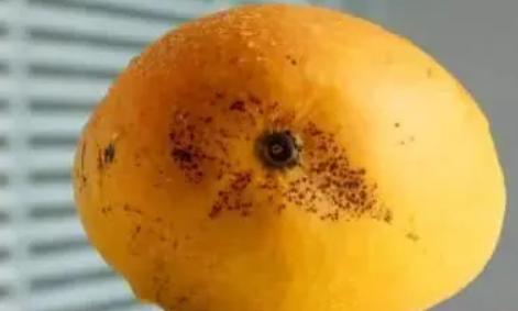 芒果幼果期出新梢怎么办,芒果挂果外皮有黑斑是什么原因