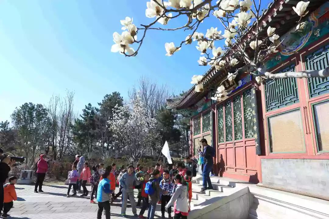 首都师范大学附属云岗小学:追溯北京古风韵遍寻春日俏风光