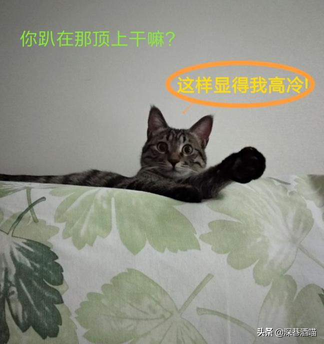 土猫可以当成宠物饲养吗？来！看看网友们是怎么回答的