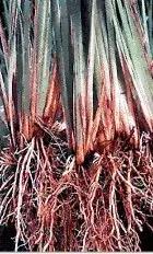 香奈儿珍藏系列梧桐影木淡香水,香奈儿梧桐影木香水适合女性吗